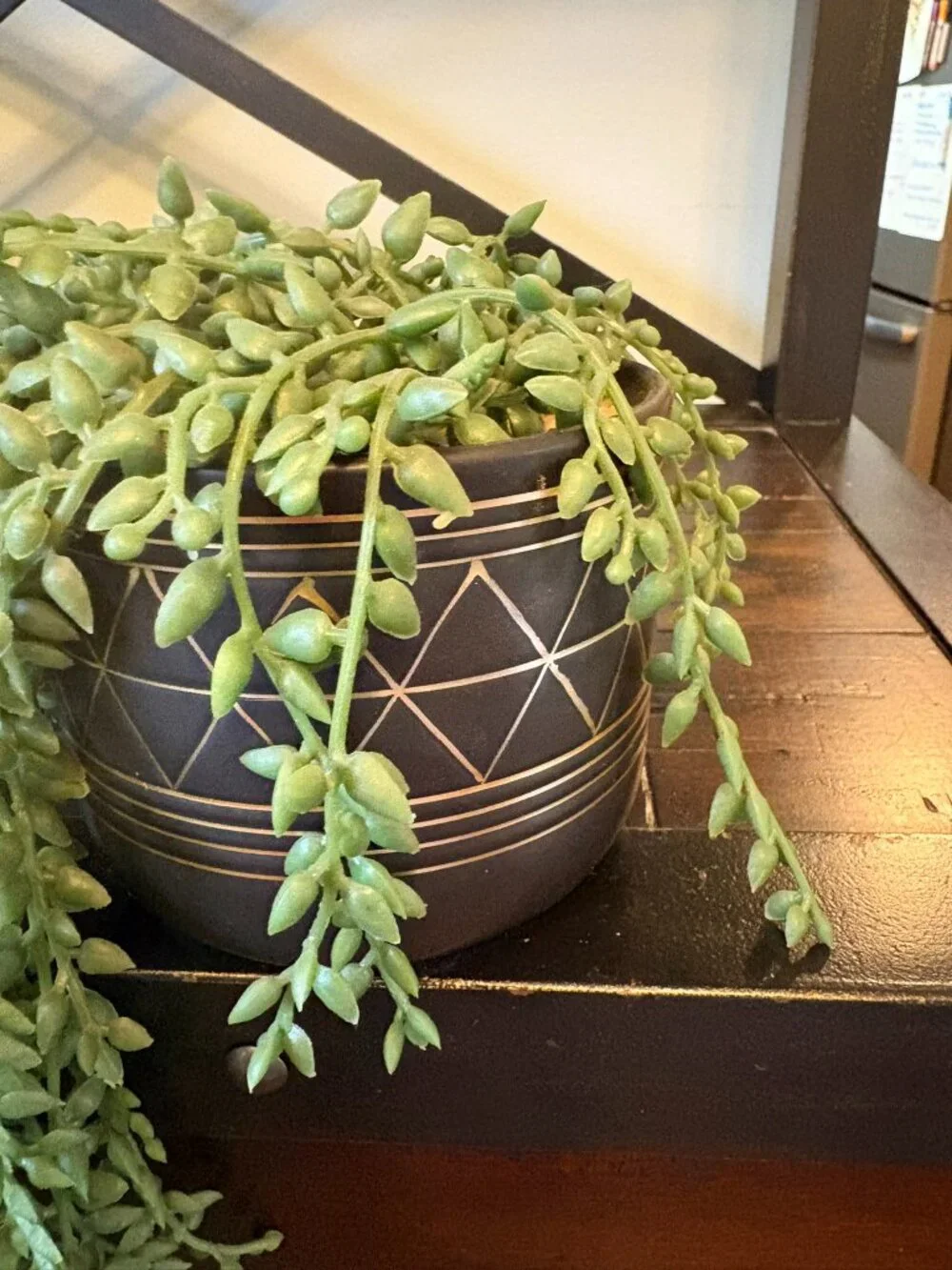 🌿 Cute Faux String of Bananas / String of Tears Trailing Plant 🌿